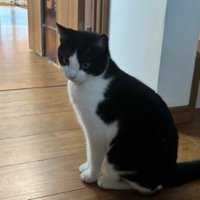 室内にいる猫