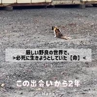 下半身を引きずる猫