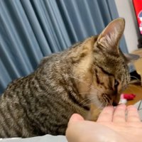 猫ちゃんに手を差し出す飼い主さん