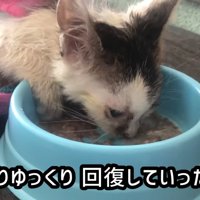 横になりながらごはんを食べる子猫