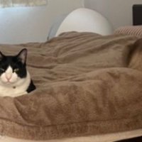 ベッドにいる猫たち