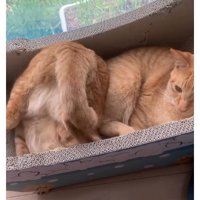 箱の中の猫たち