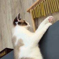 ウインドチャイムを見て固まる猫
