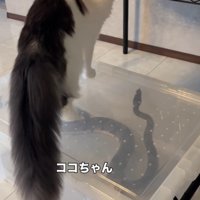 振り向く猫