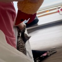 じゃれる猫