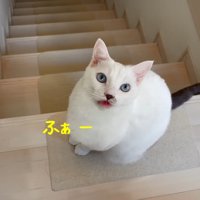 ふぁー