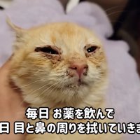 子猫の顔