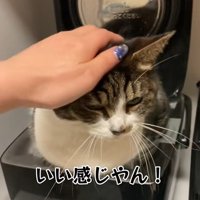 褒められる猫