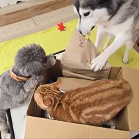 箱に入る茶太郎くん