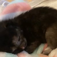 ブランケットの中で眠る小梅ちゃん