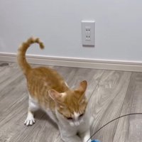 おもちゃを捕まえた善くん