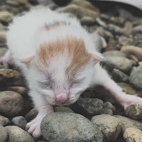 川辺にいる小さな子猫