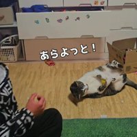 キャッチボールをする男の子と猫