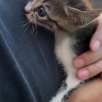 捕獲された子猫