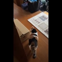 斜めに進もうとする姿