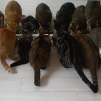 10匹の猫