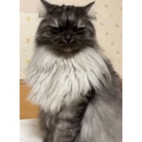 室内にいる猫