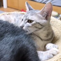黒猫を舐めるシルバータビー