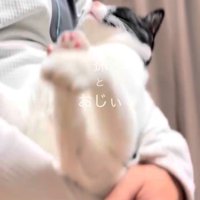 抱っこされ上を向いてる猫