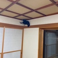 脱走する猫