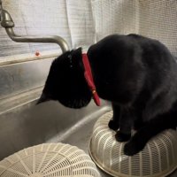 下を向いている猫