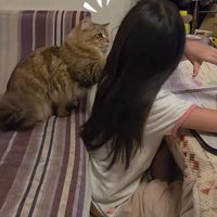 子どもと目が合う猫