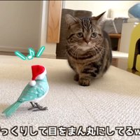 鳥のおもちゃから離れるキジトラ猫