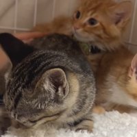 ケージの中にいる3匹の子猫
