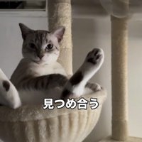 飼い主を真顔で見つめる猫