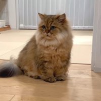 茶色猫