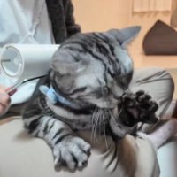コロコロされている猫