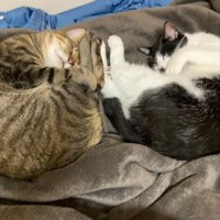 寝ている2匹の成猫