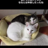 一緒に布団に入っている2匹の猫