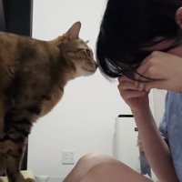 泣き真似をする飼い主さんを慰めるキジトラ猫