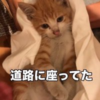 タオルにくるまれた猫