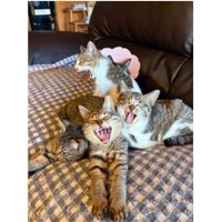 ソファーにいる猫