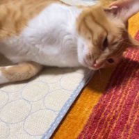 男性にグルーミングされてうっとりした表情の猫