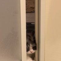 バスルームに入ろうとするトトロちゃん