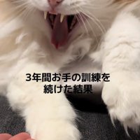 大あくびをする猫