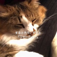 目を閉じている猫