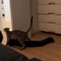 服を運ぶ猫