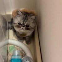 不機嫌そうな猫