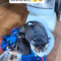 先住猫にくっついている子猫