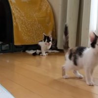 遊んでいる二匹の子猫
