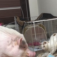 ブタを見る猫