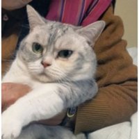 爪切りされている猫