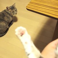 見つめるクリエちゃん