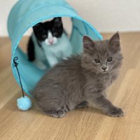 トンネルで遊ぶ子猫たち