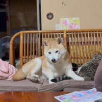 隣で寝ている猫のしっぽを踏んで座る柴犬