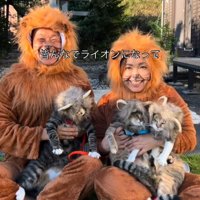 ライオンの格好をした人と猫たち
